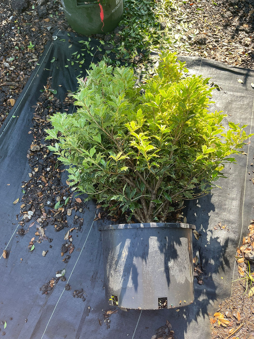Thumbnail: Goshiki False Holly (Osmanthus heterophyllus 'Goshiki')