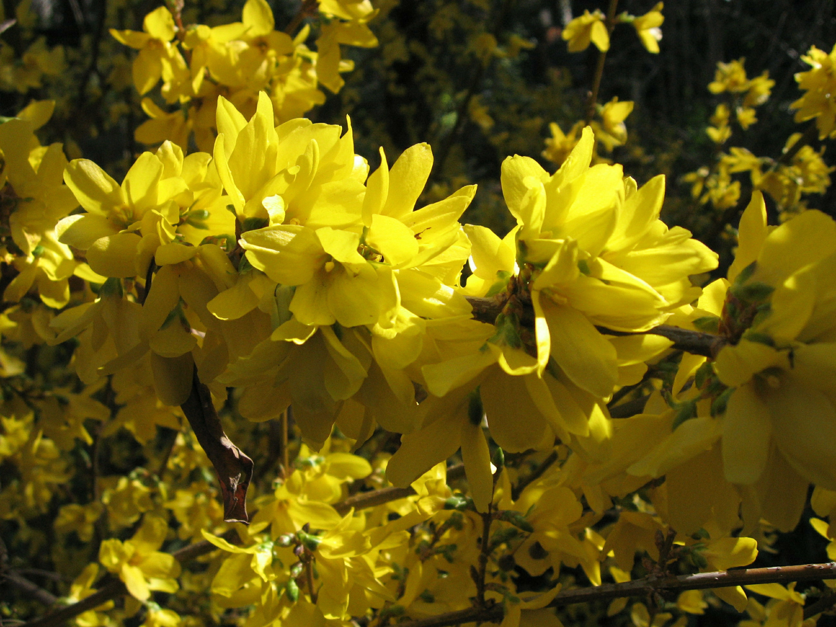 Spectabilis Forsythia (Forsythia x intermedia 'Spectabilis')