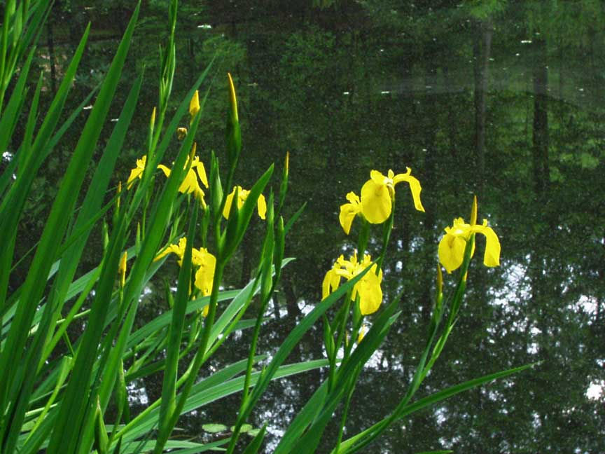Yellow Flag (Iris pseudacorus)