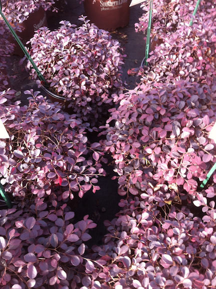 PURPLE PIXIE® Loropetalum chinense 'Peack' PP18441