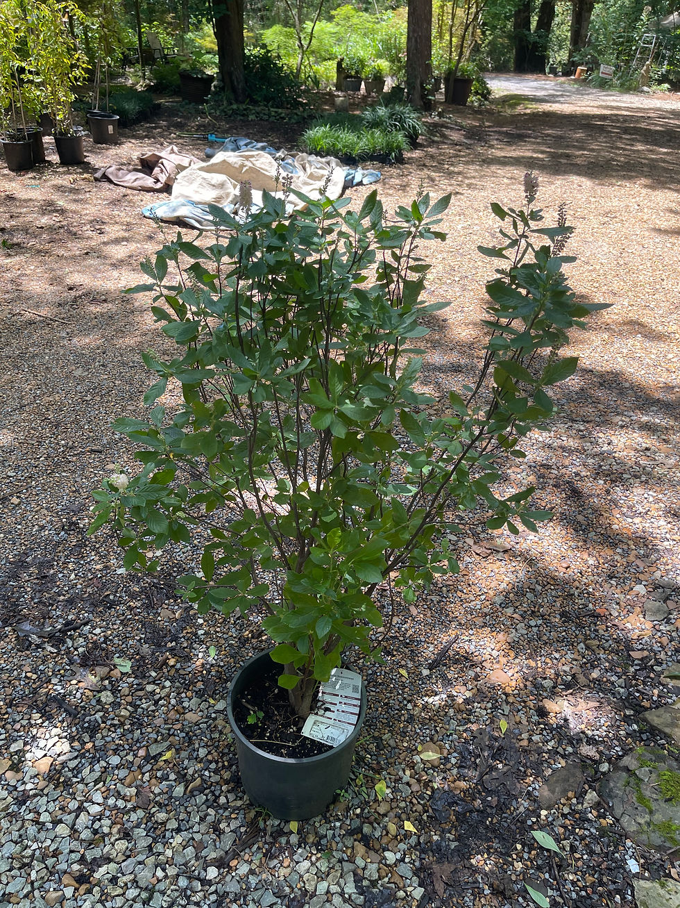 Thumbnail: Ruby Spice Summersweet (Clethra alnifolia 'Ruby Spice')