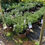 Thumbnail: Yewtopia Plum Yew (Cephalotaxus Yewtopia)