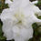 Thumbnail: ENCORE® AUTUMN ANGEL® (Rhododendron 'Robleg' PP15227)