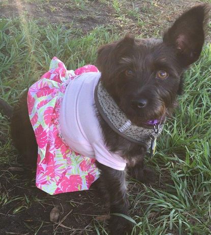 Dog Park Halloween (2).jpg