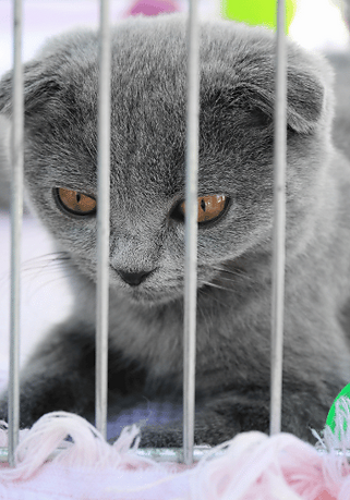 Barktoberfest - Cat in Cage