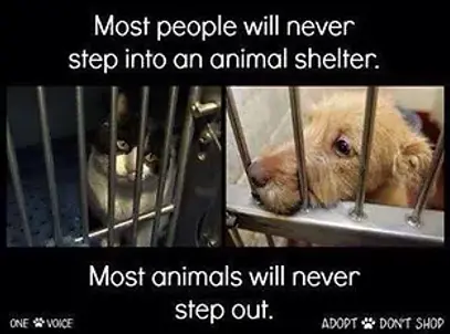 Animal Shelter