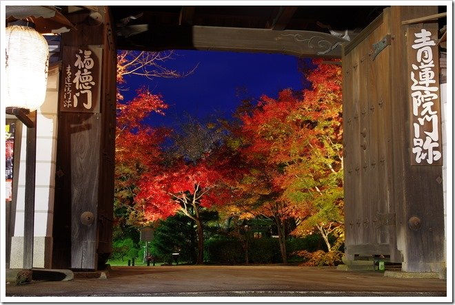 青蓮院的紅葉 青蓮院的紅葉