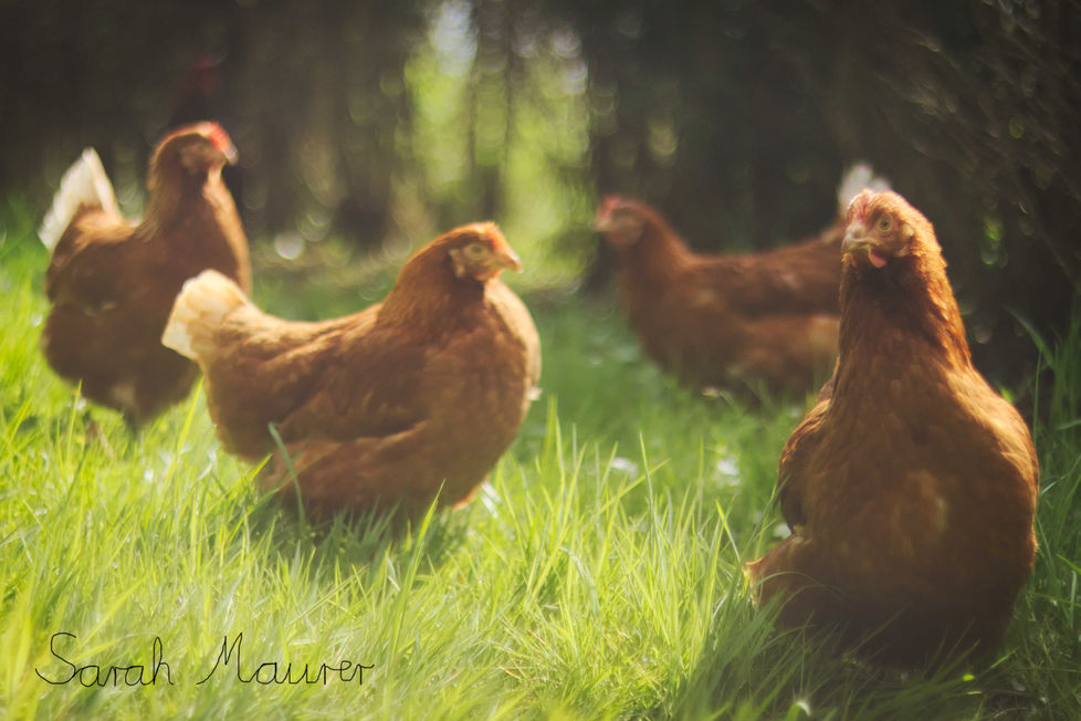Vier Hühner auf einer sonnigen Wiese – Hühnerfotografie