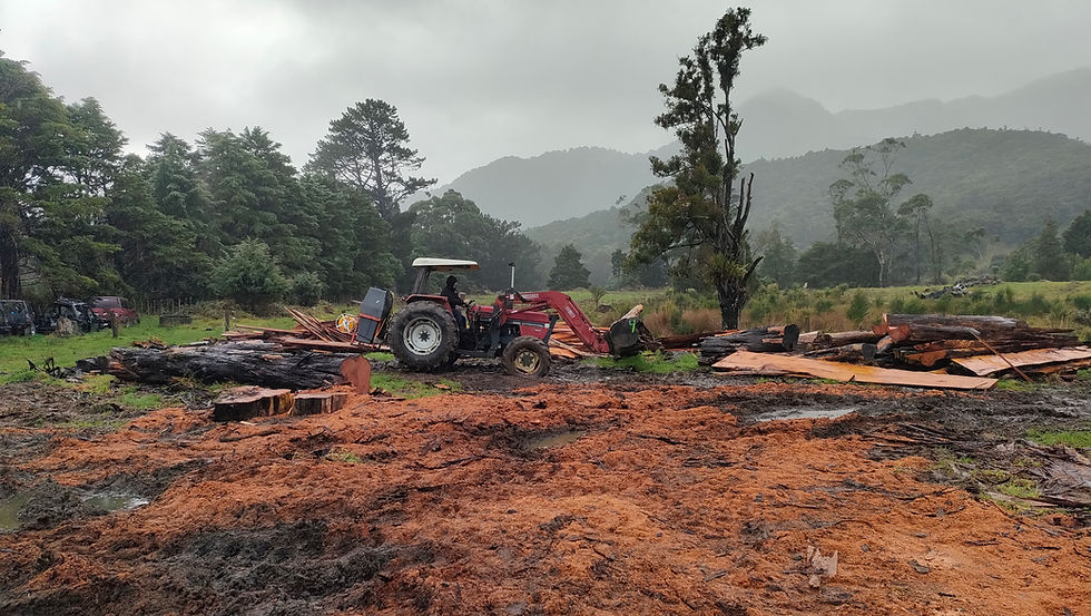 Waipu Arborist