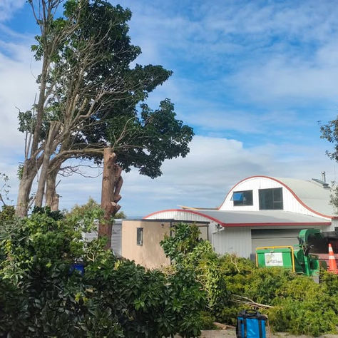 Tree Care in Whangarei, Northland: Expert Tips, Seasonal Pruning and Storm Ready Solutions