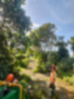 Tree & Arborist Services in Whangarei.jpg
