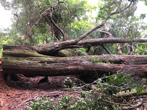 Emergency tree removal Whangarei