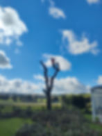 Tree Services Whangarei,Northland.jpg