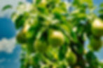 Orchard Pruning in Whangārei, Northland