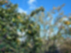 Orchard Pruning in Whangārei, Northland