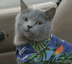 59b403035687f8bb26670fa05fa324a0.gif