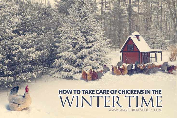 How to care for chickens - winter