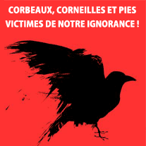 vignette.gif
