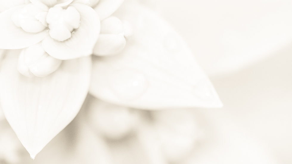 White(Webサイト).png