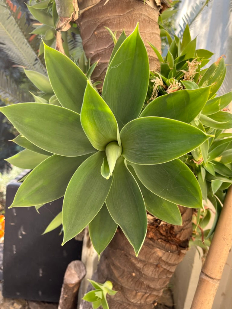 Miniatura: Agave Atenuata