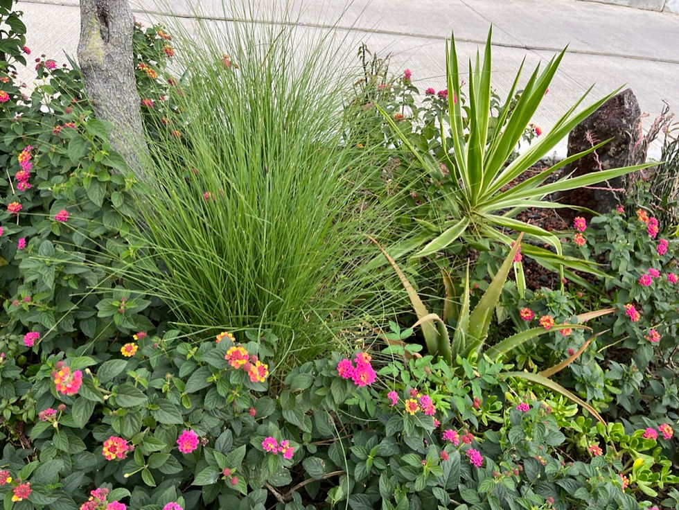 Miniatura: Pasto Vetiver