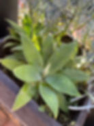 Miniatura: Agave Atenuata