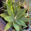 Miniatura: Agave Atenuata