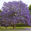 Miniatura: Jacaranda