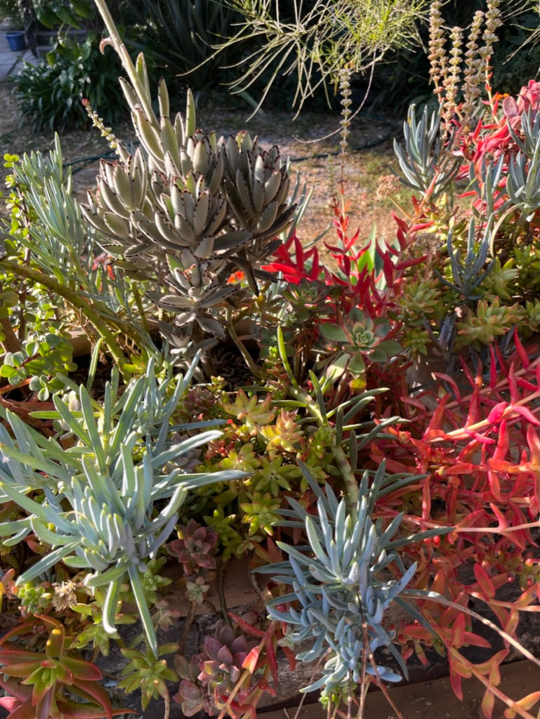 Miniatura: Crásula Pata de Gallo