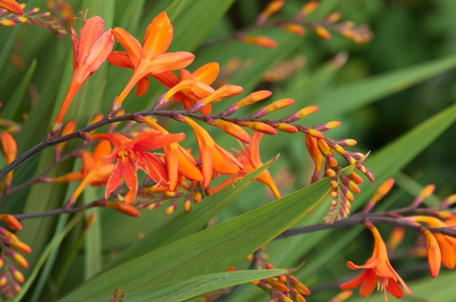 Miniatura: Crocosmia