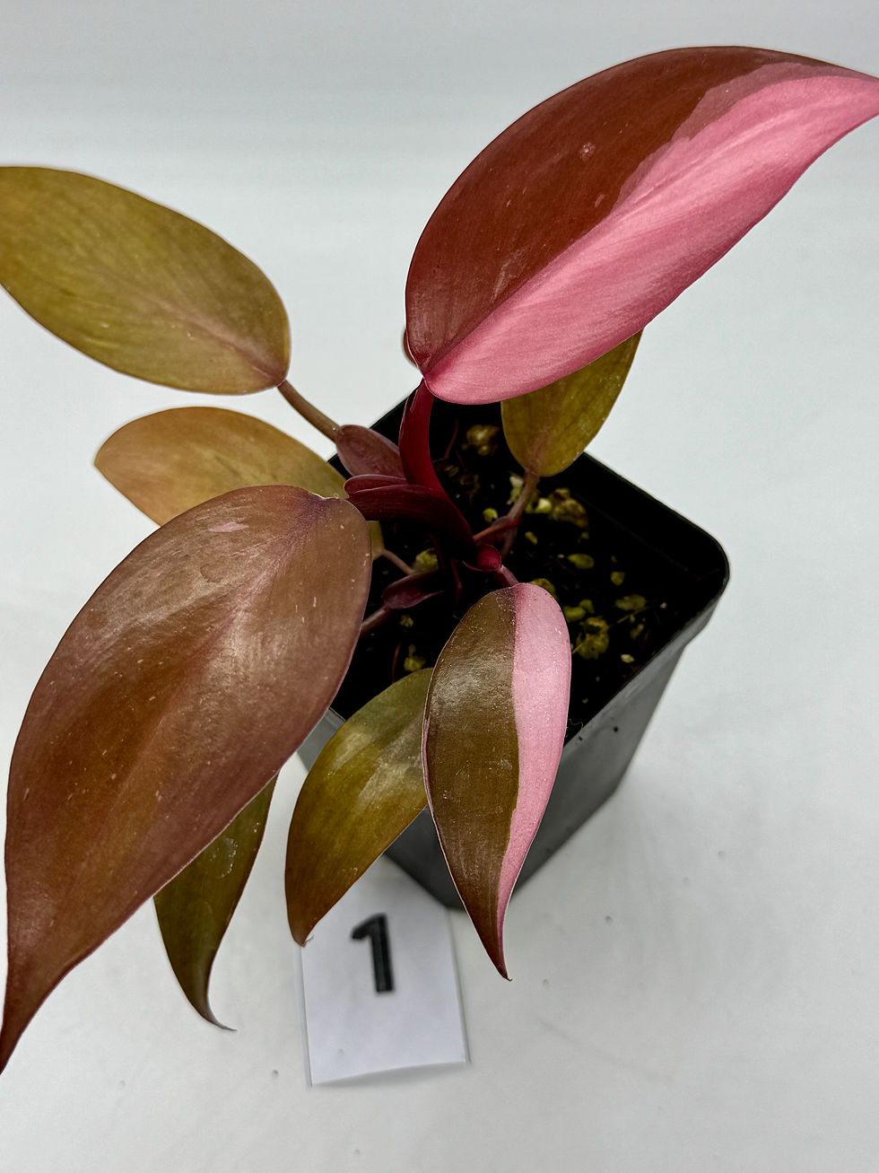 Thumbnail: Philodendron Persimmon Princess in 70mm