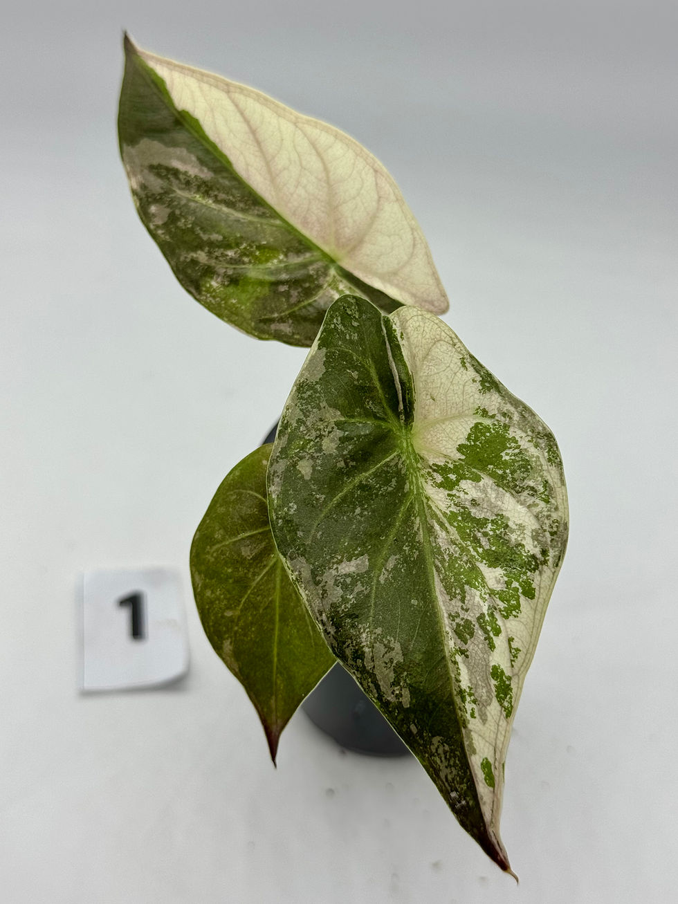 Thumbnail: Alocasia Wentii Pink Variegated 