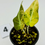 Thumbnail: Alocasia Black Velvet Gold Variegated in 50mm 