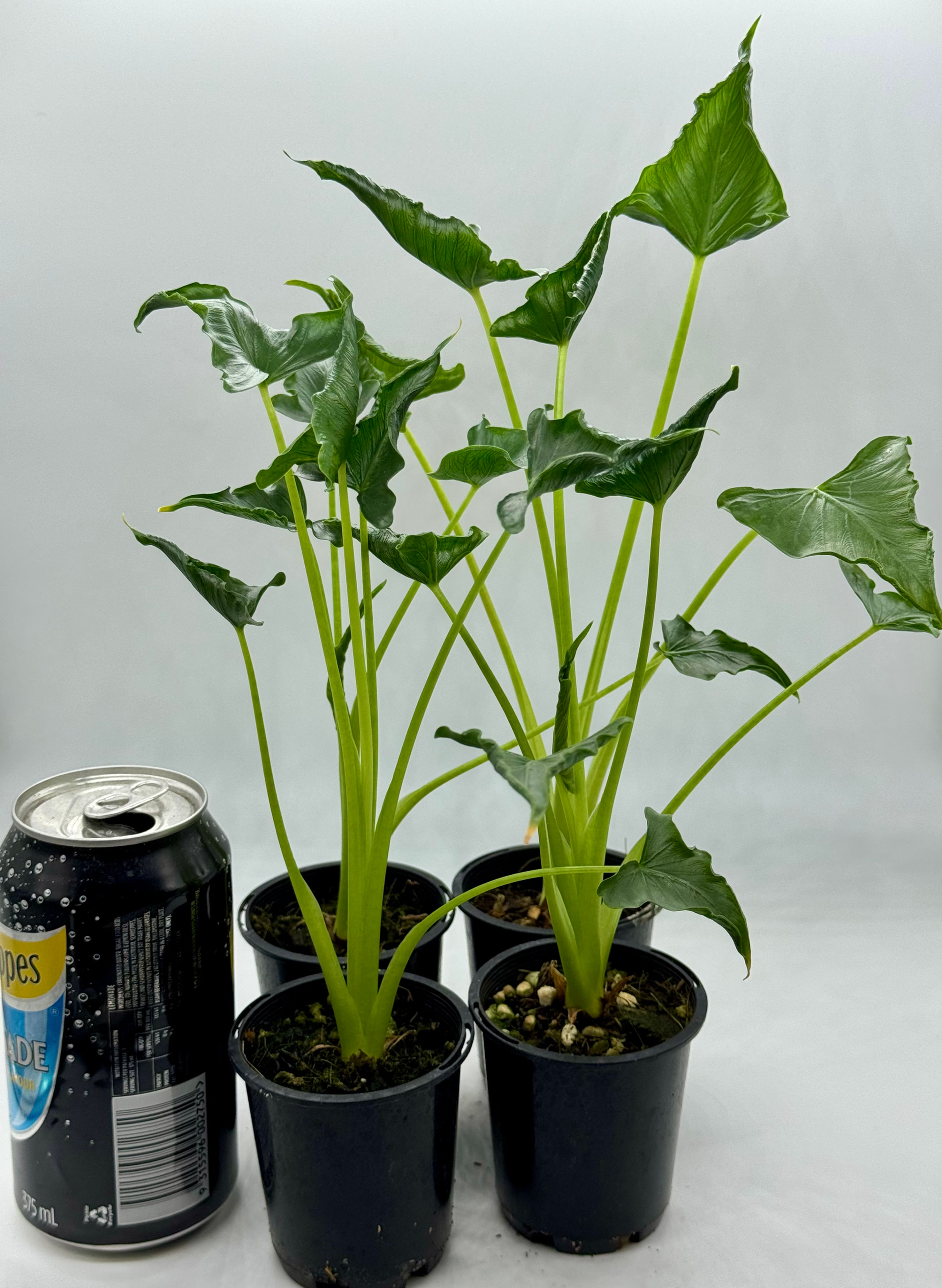 Alocasia Triangularis