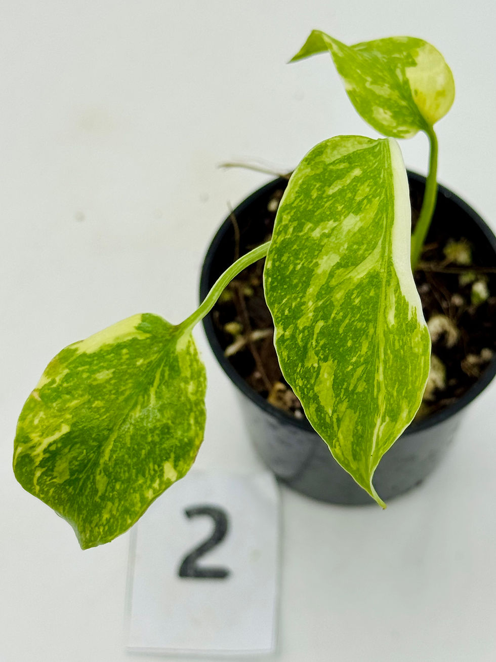 Thumbnail: Monstera Electrolyte Tricolour Variegated 