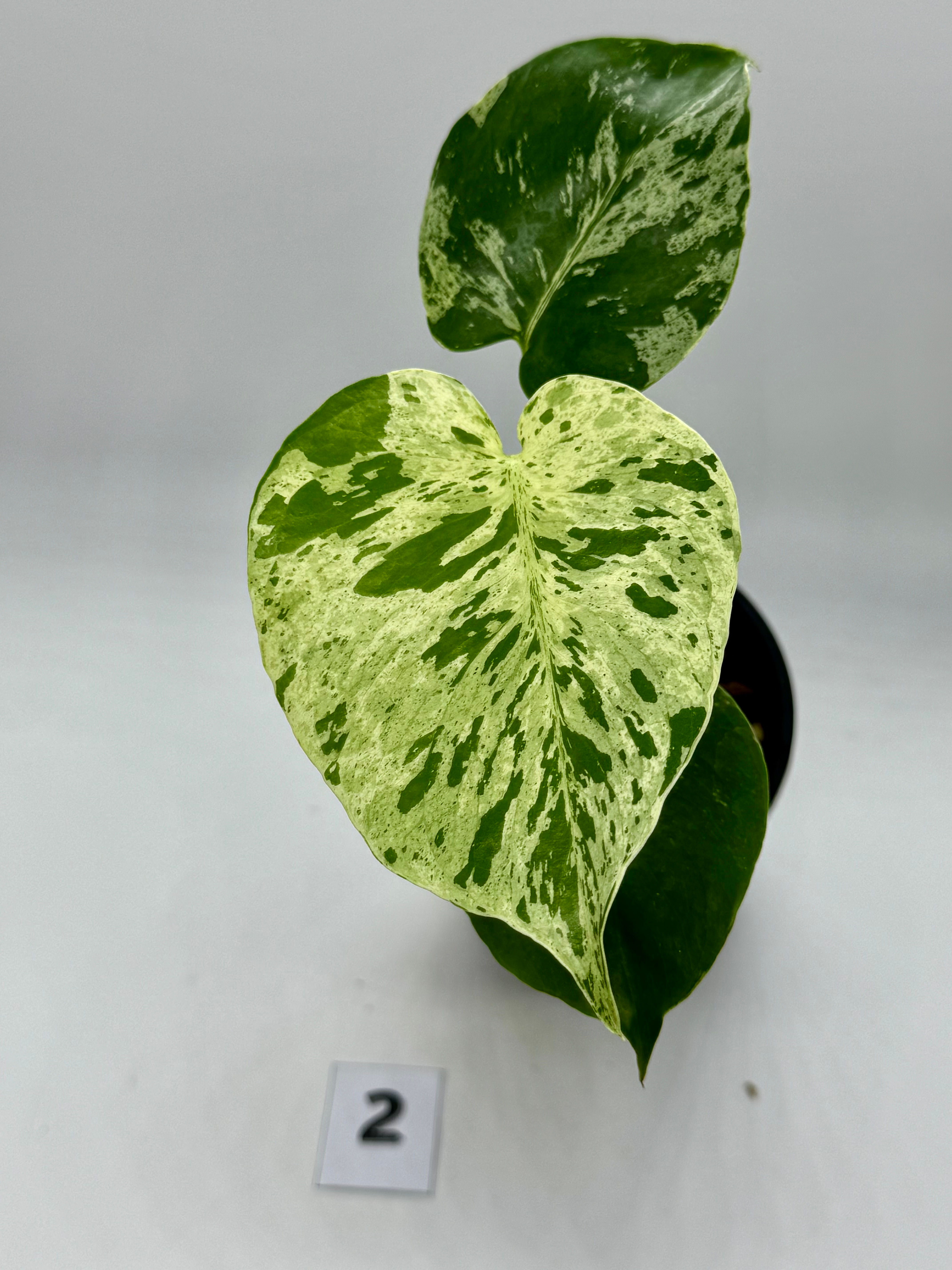 Monstera Large Form “Bulbasaur “ #2 in 100mm