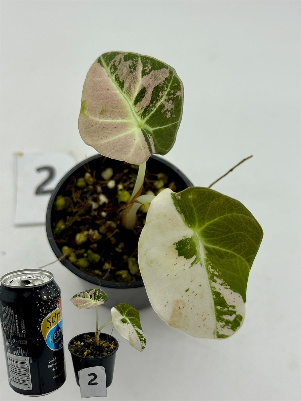 Thumbnail: Alocasia Black Velvet Pink Variegated 