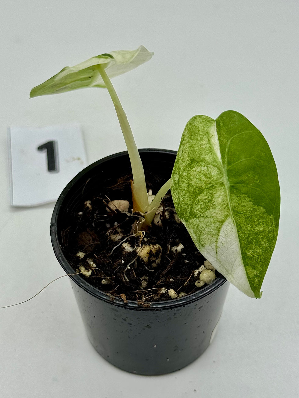 Thumbnail: Alocasia Watsoniana Doff Albo-Pink Variegated 