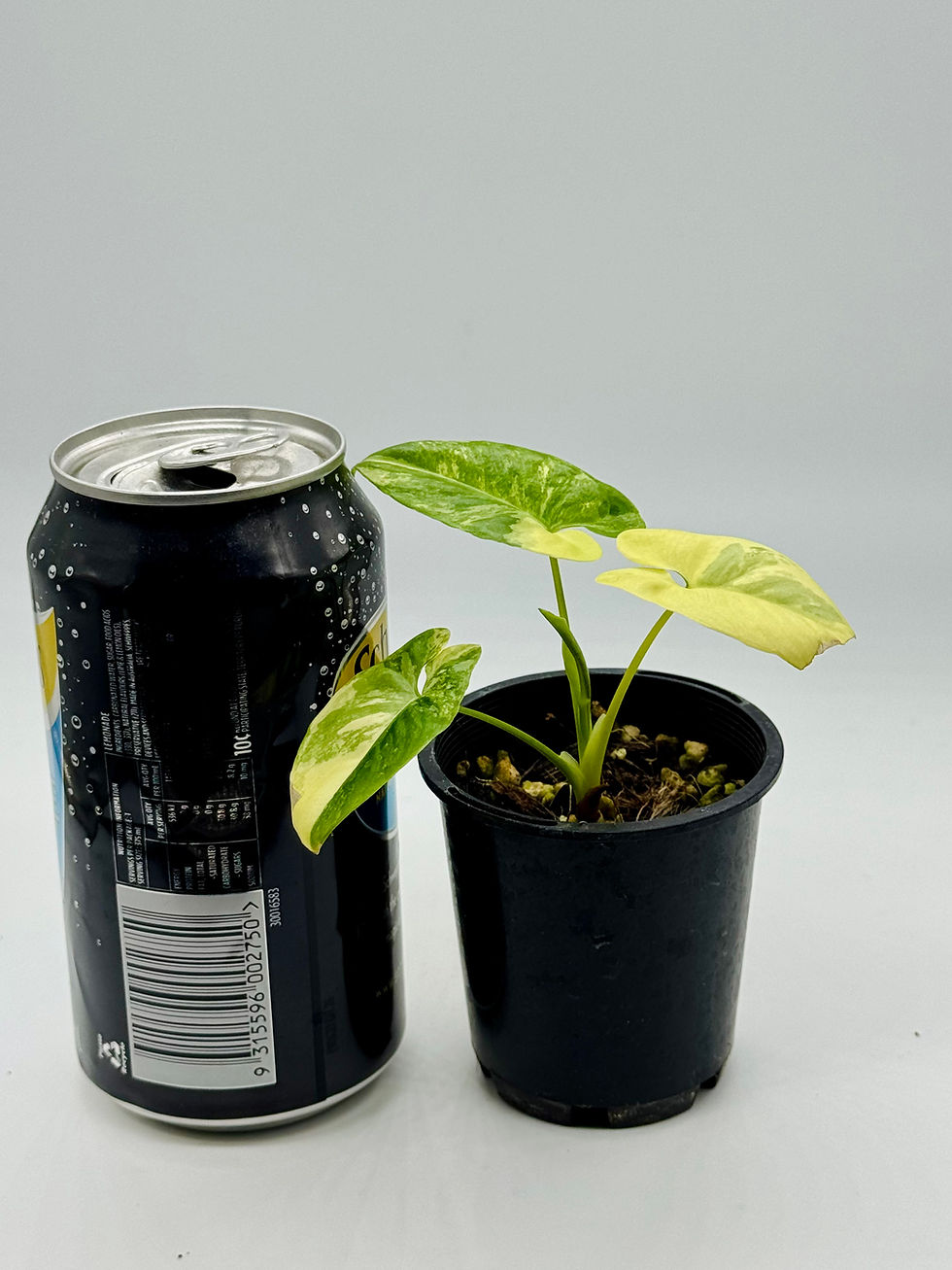 Thumbnail: Philodendron Goeldii Aurea Variegated 