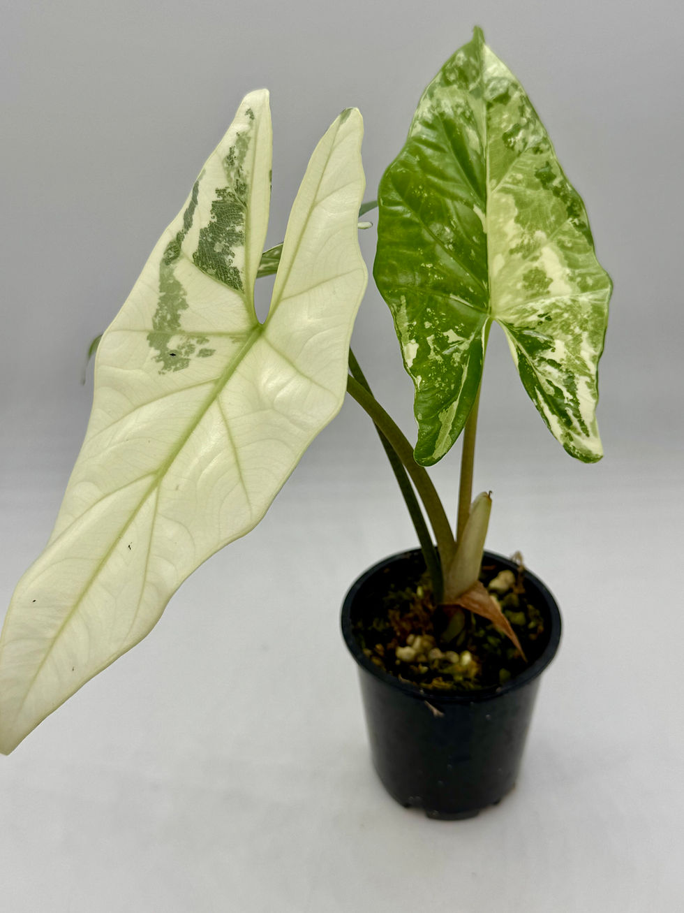 Thumbnail: Alocasia Simpo Albo Variegated in 70mm