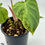 Thumbnail: Philodendron Verrucusom Mint Variegated in 70mm