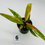 Thumbnail: Philodendron Caramel Marble Variegated 