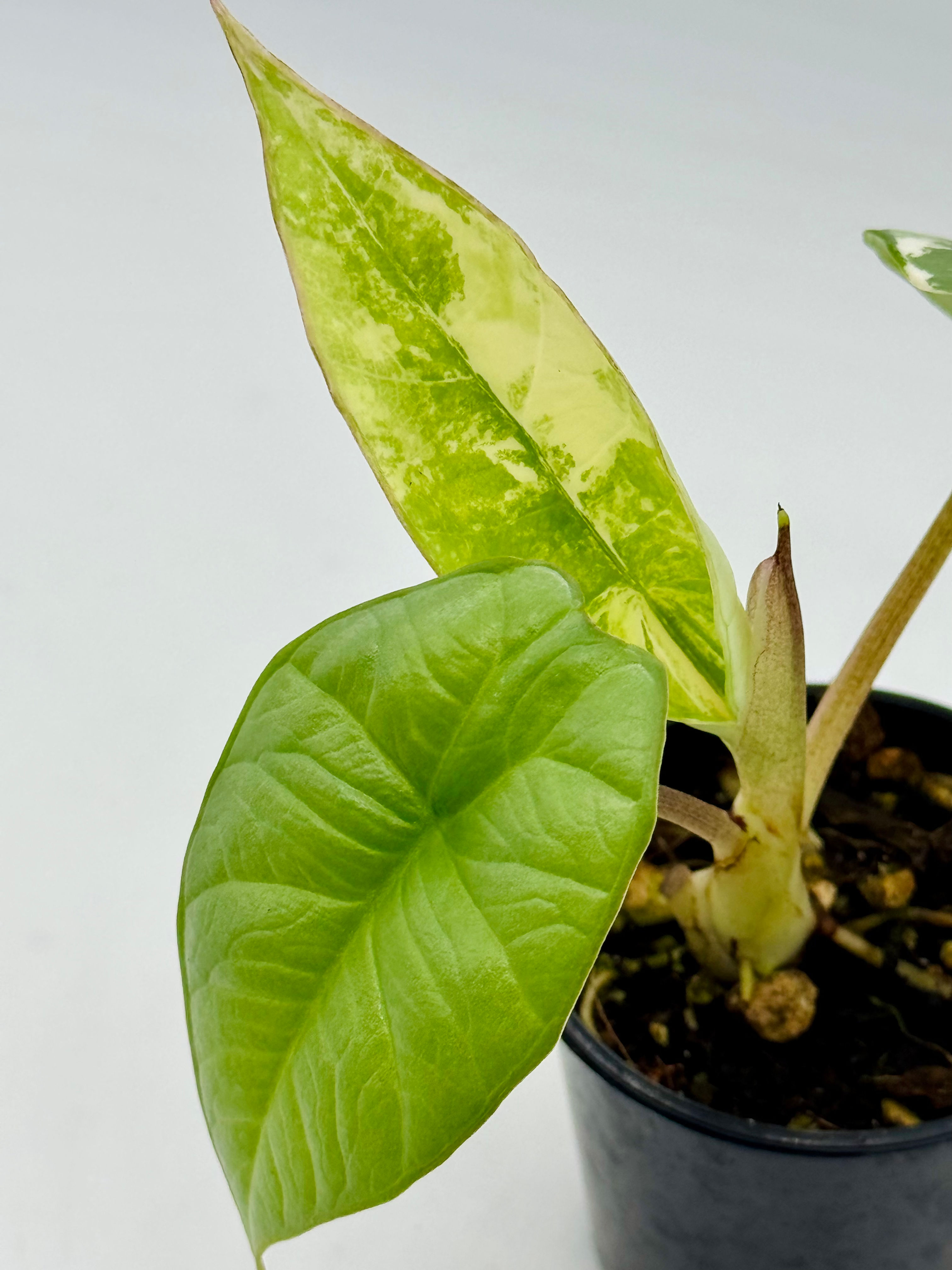 Alocasia Platinum Albo Variegated