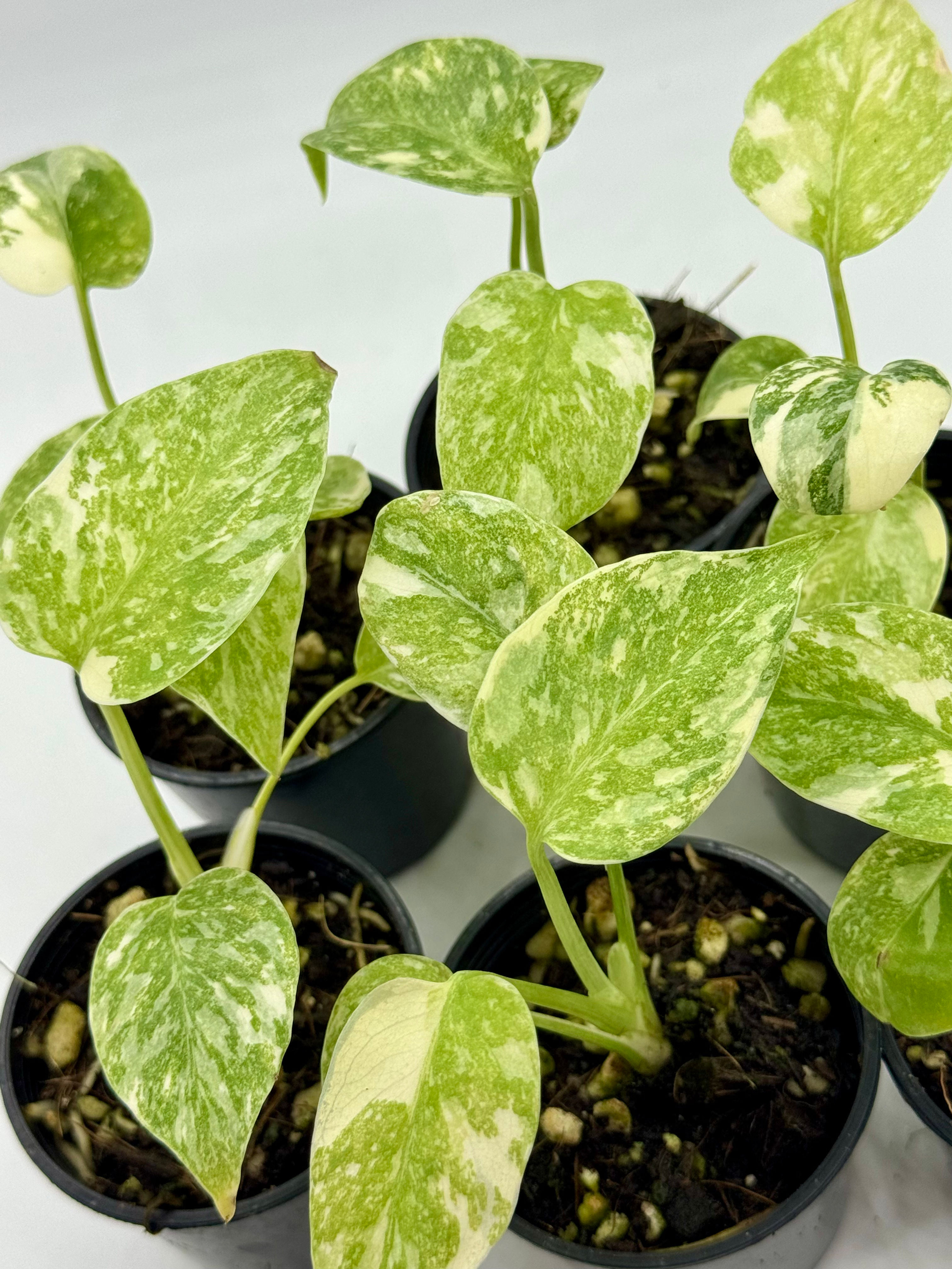 Monstera Cream Cheese
