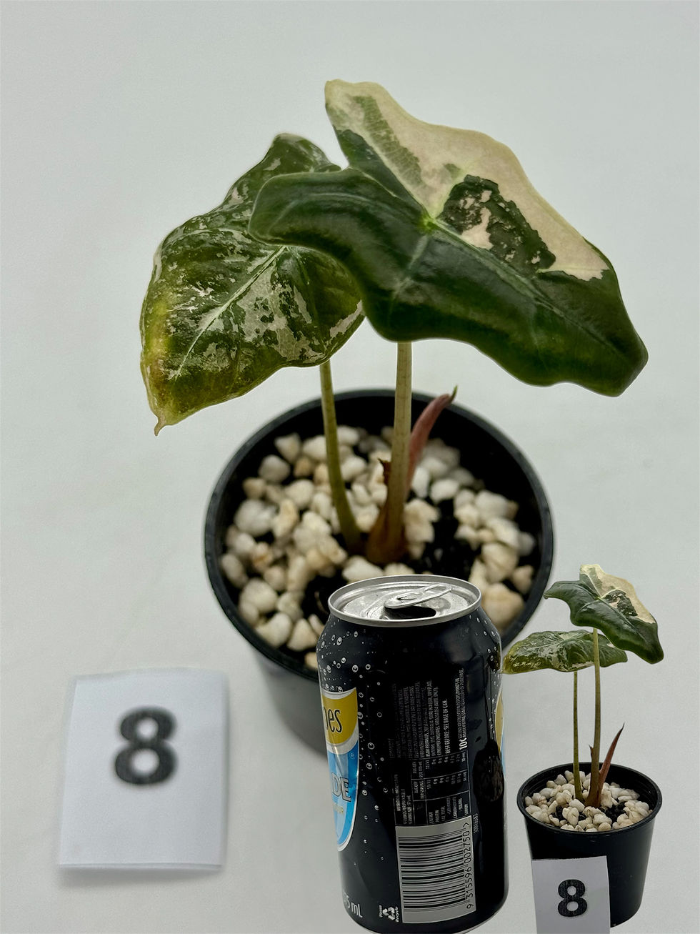 Thumbnail: Alocasia Sanderiana Nobilis Pink Variegated 