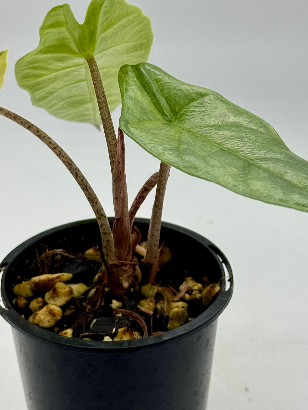 Thumbnail: Alocasia Metallic Blue Aurea Variegated with Offshoot