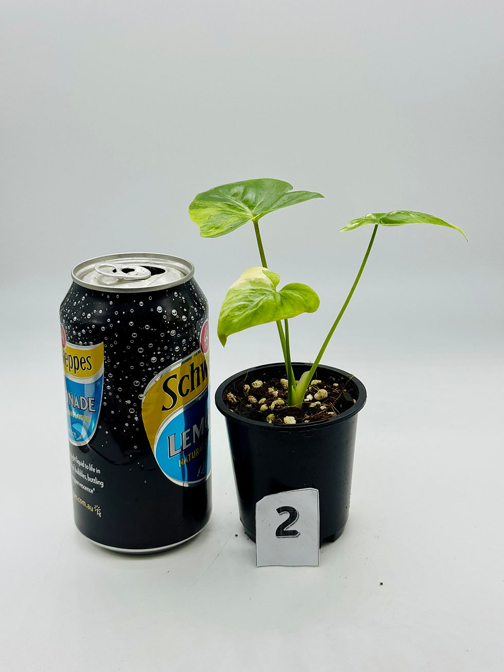 Thumbnail: Philodendron Aftrican Fantasy (Angela) Variegated 