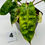 Thumbnail: Philodendron Billietiae Variegated in 70mm