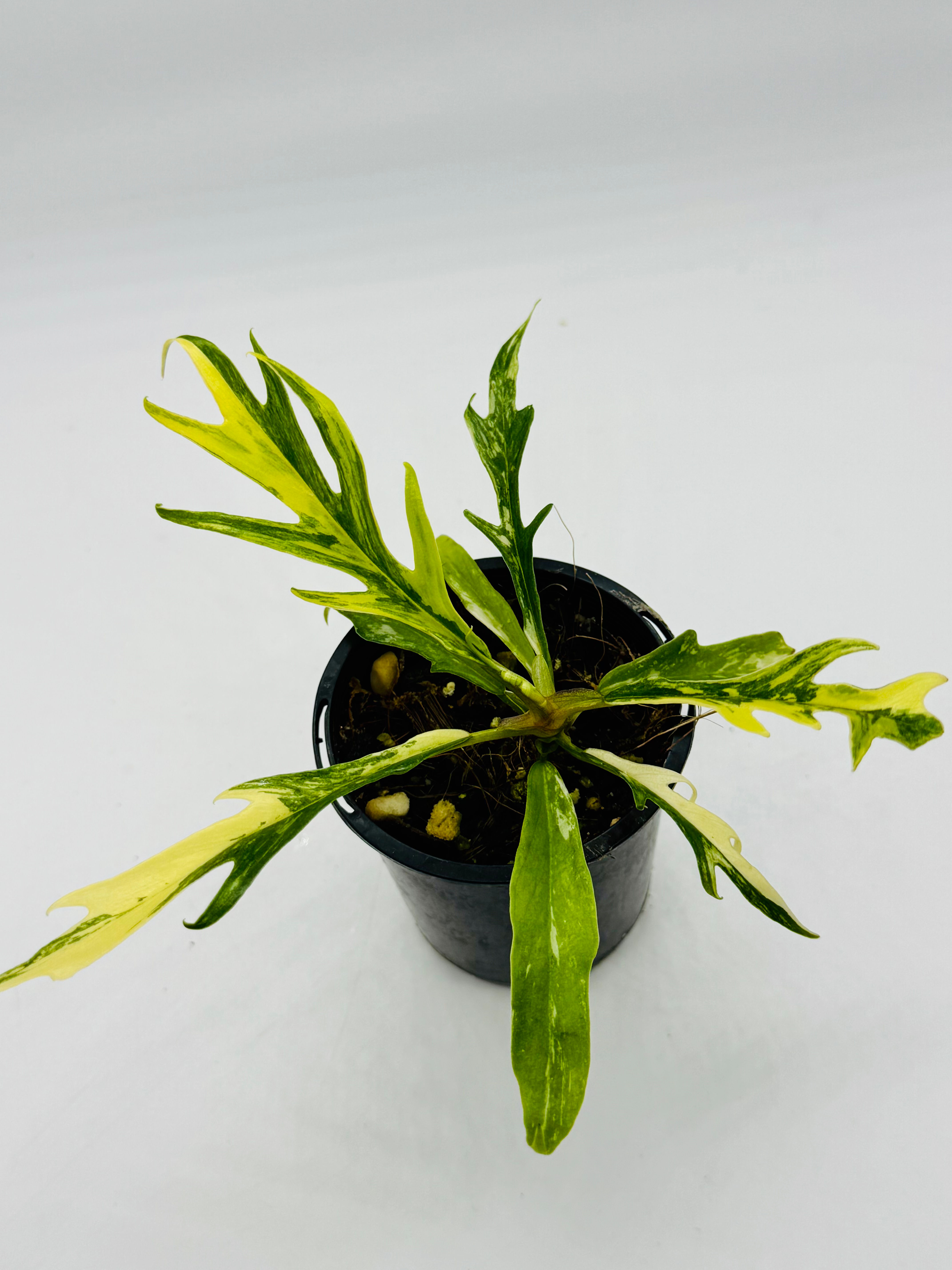 Philodendron Tortum Aurea Variegated (Pure)