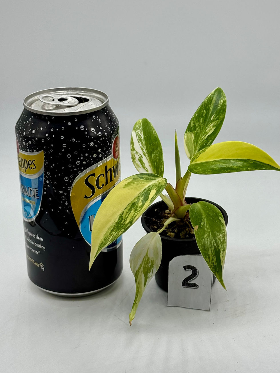 Thumbnail: Philodendron White Princess Tricolour-Aurea Variegated 
